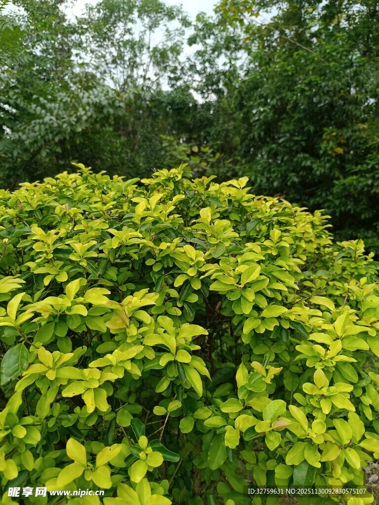 翠绿繁茂的灌木丛