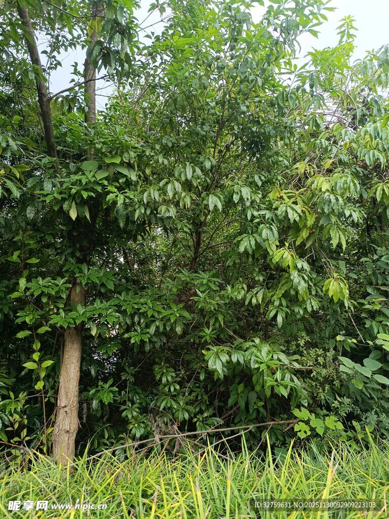 茂密树林中的绿意景象