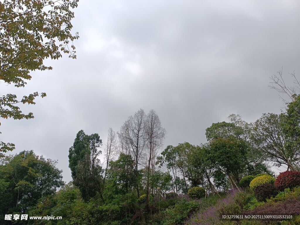 阴天中的繁茂树林景观