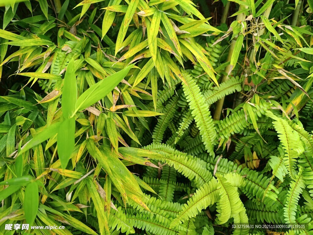 翠绿繁茂的植物叶片