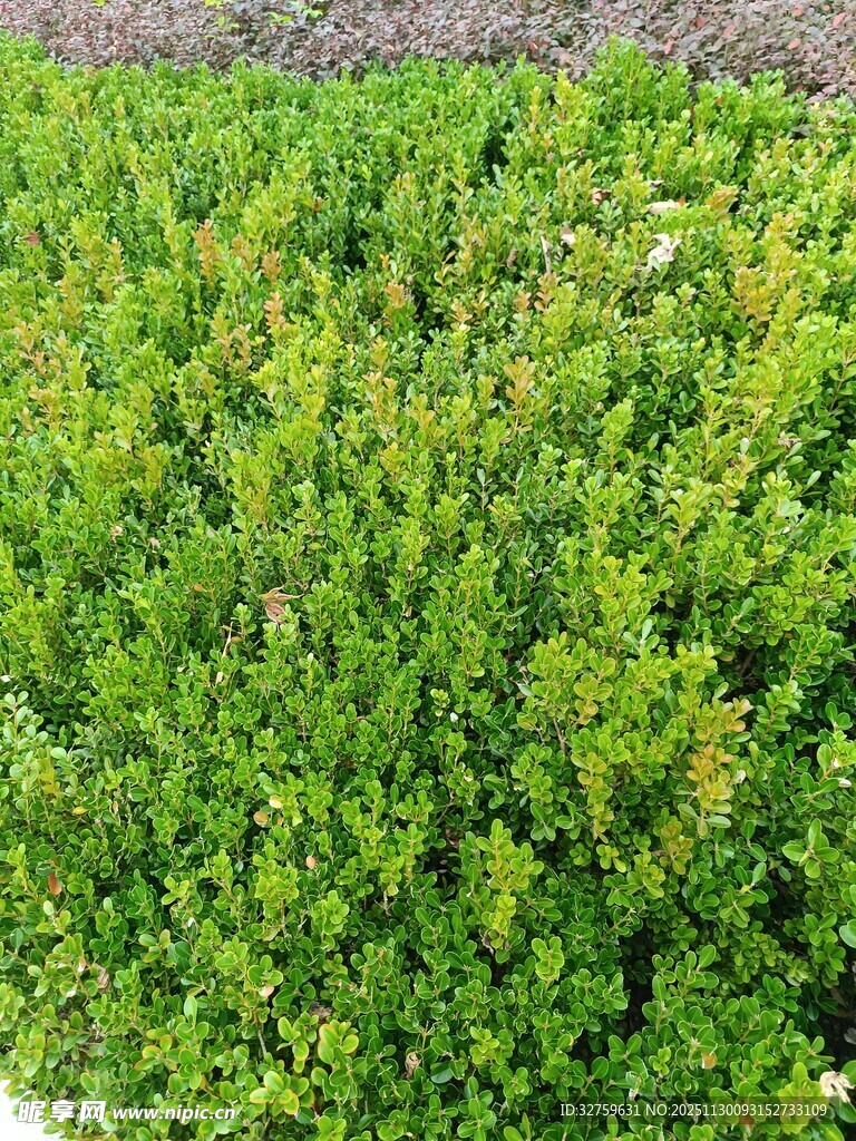 翠绿繁茂的绿植景观