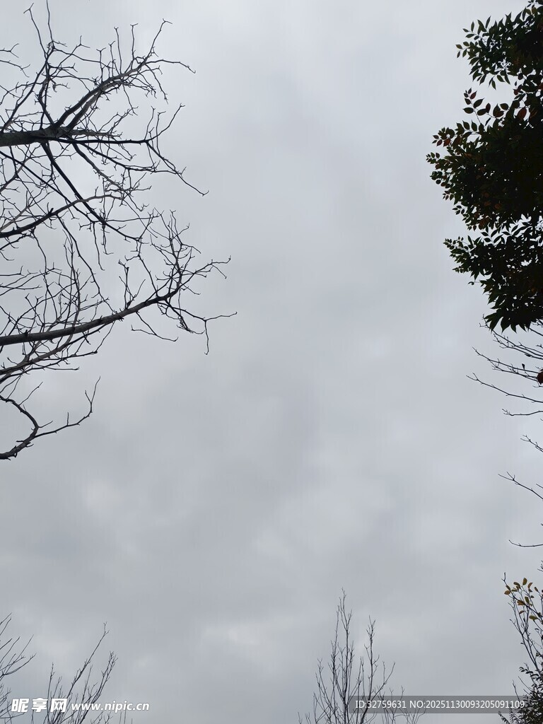 阴天树枝