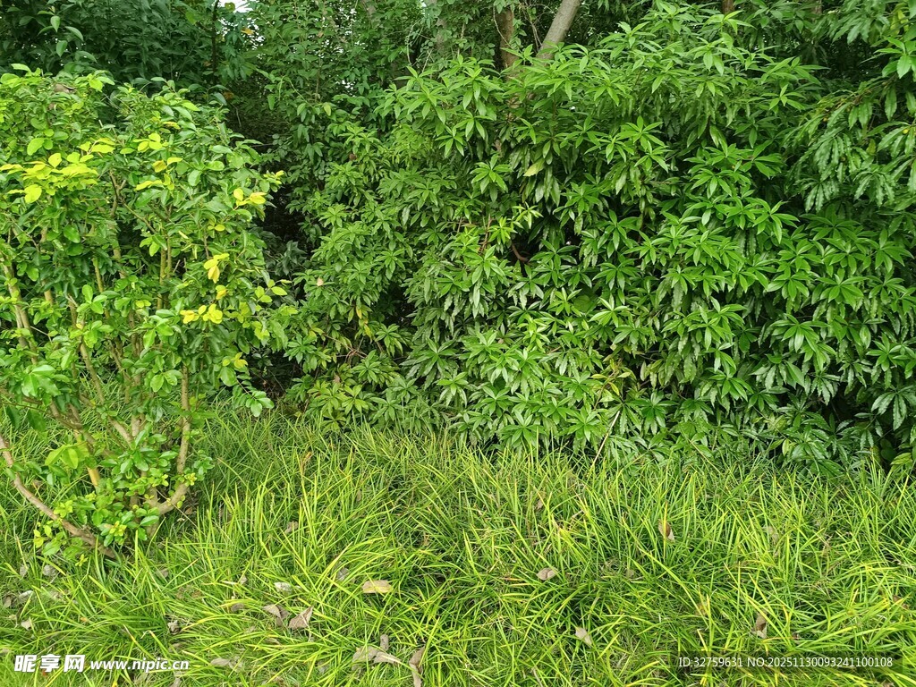 茂密绿植景观