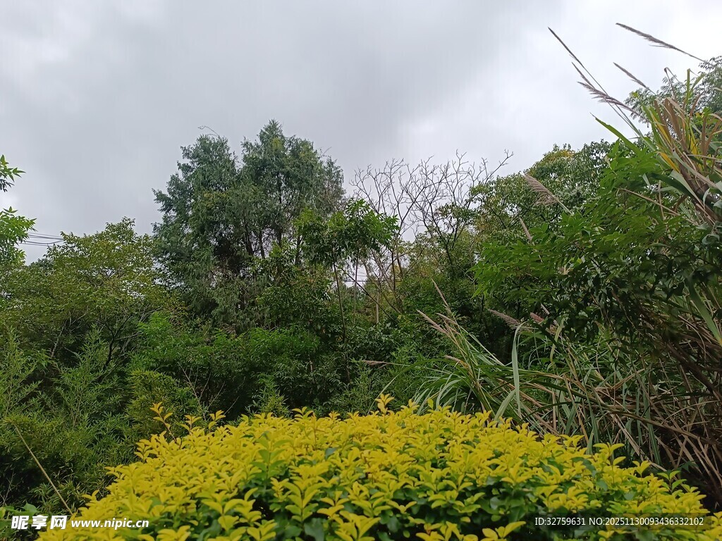 绿意盎然的繁茂植物景观