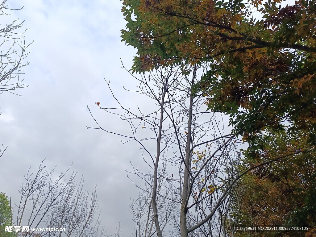 阴天中的树木景象