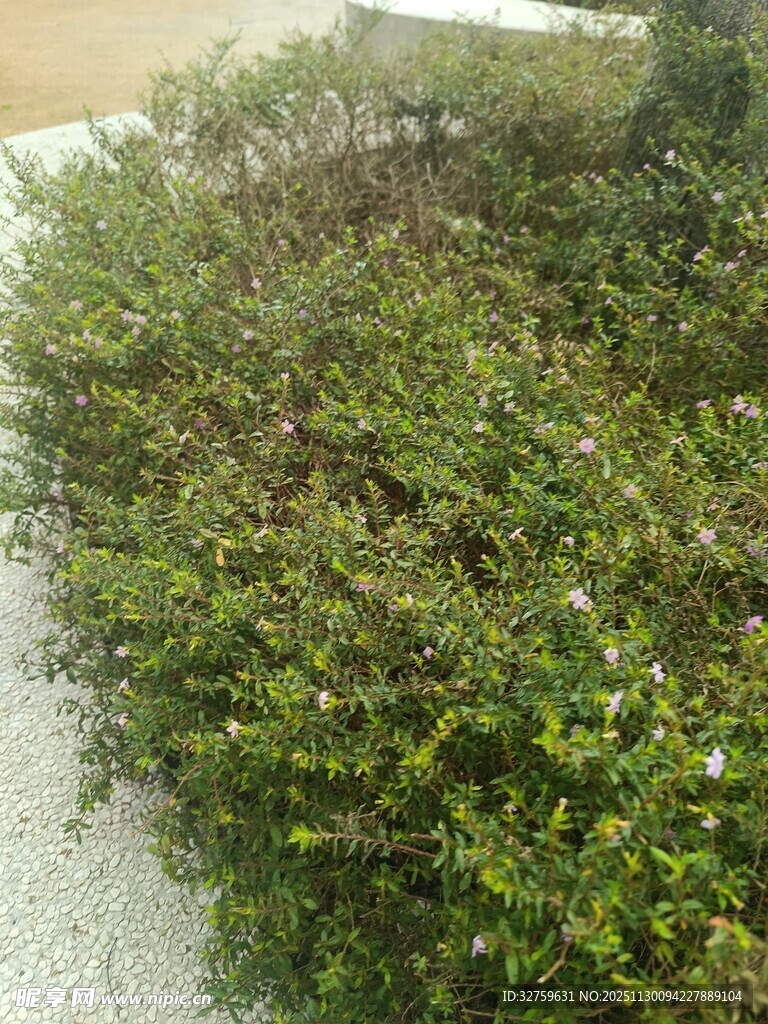 修剪整齐的绿色灌木丛