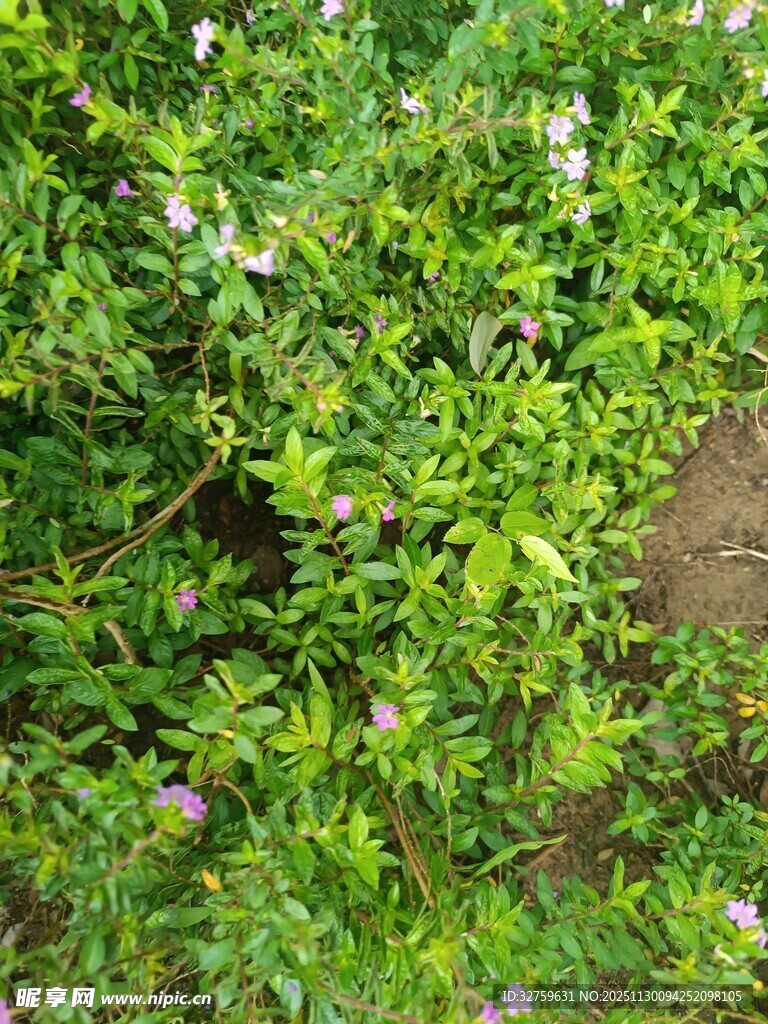 繁茂绿植中的白色小花