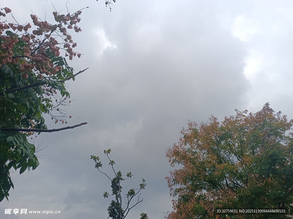 秋日树冠上的阴云