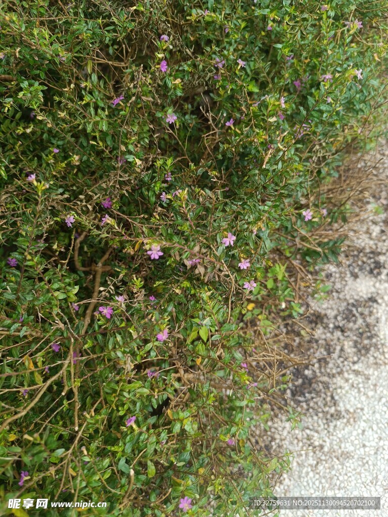地面绿植与碎石景象