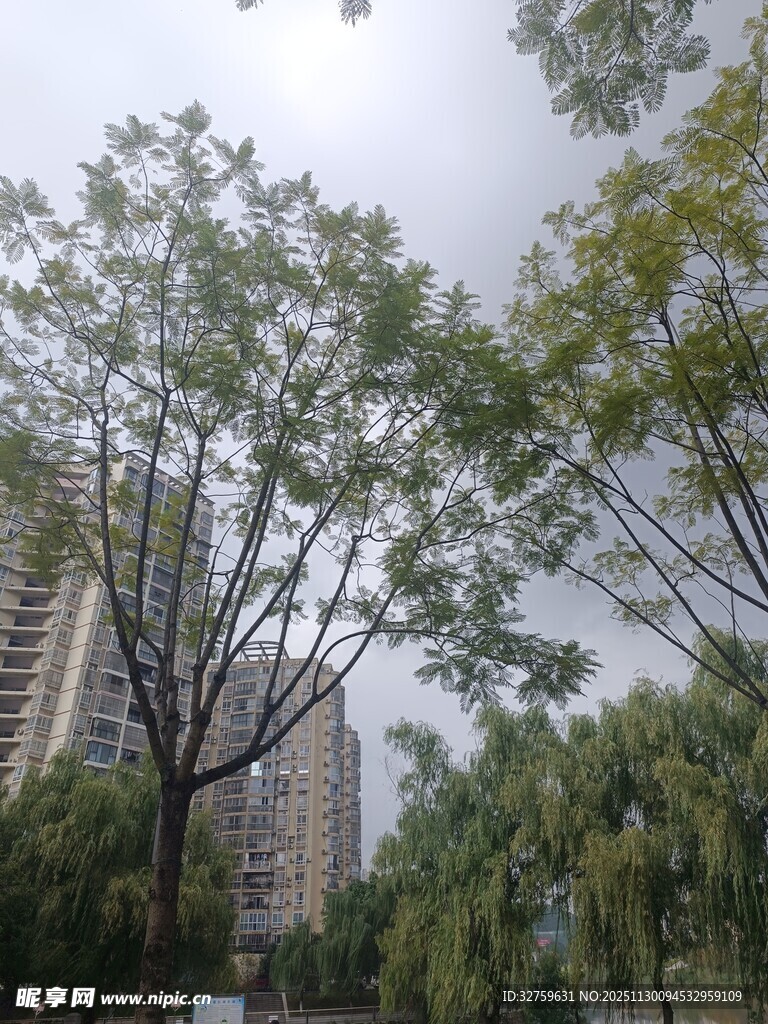 城市中繁茂的绿树景观