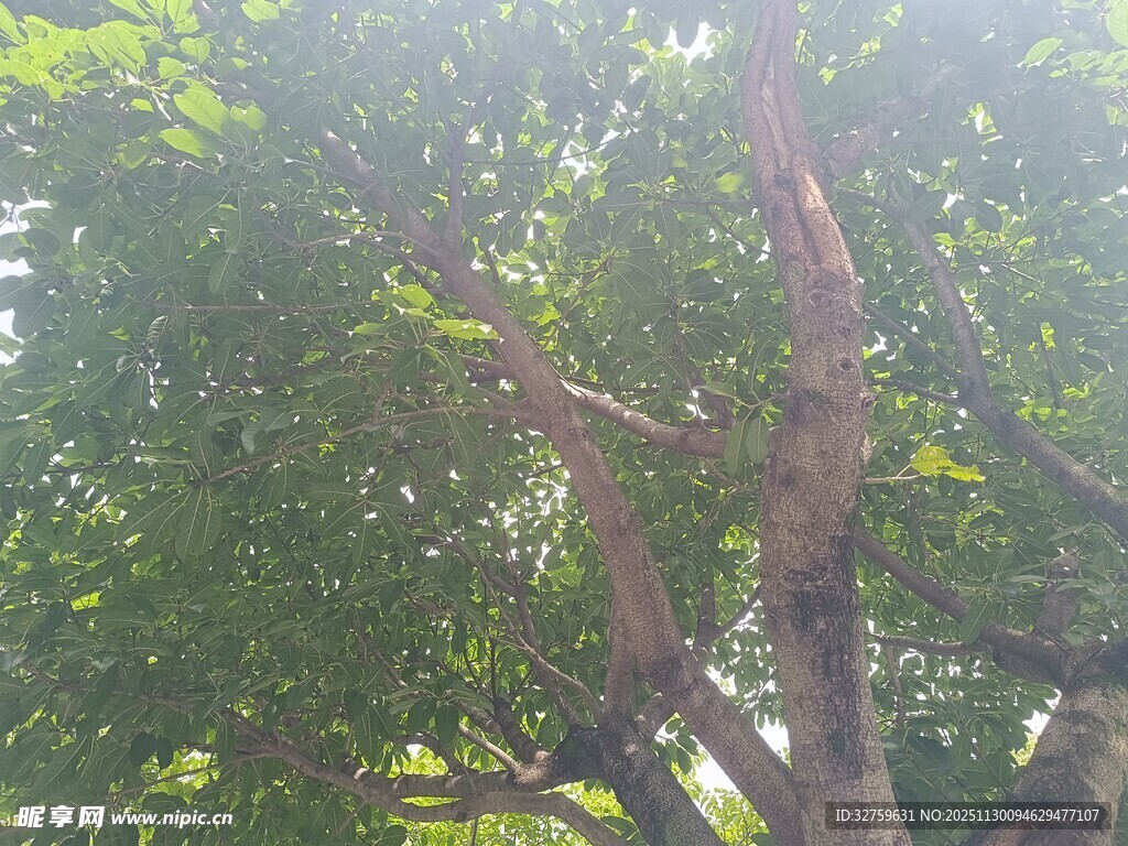 阳光下繁茂的树木枝叶