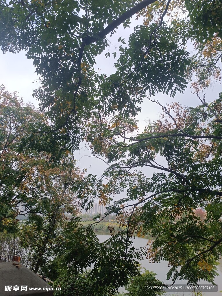 枝叶繁茂的树木景观