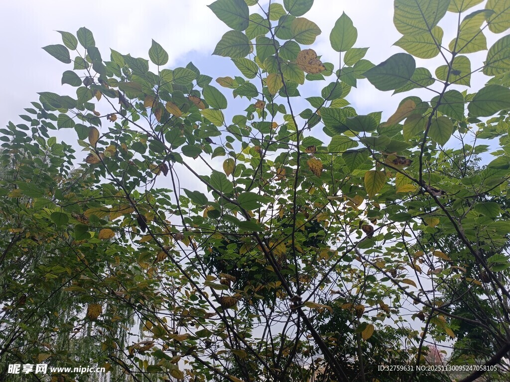 仰视繁茂枝叶