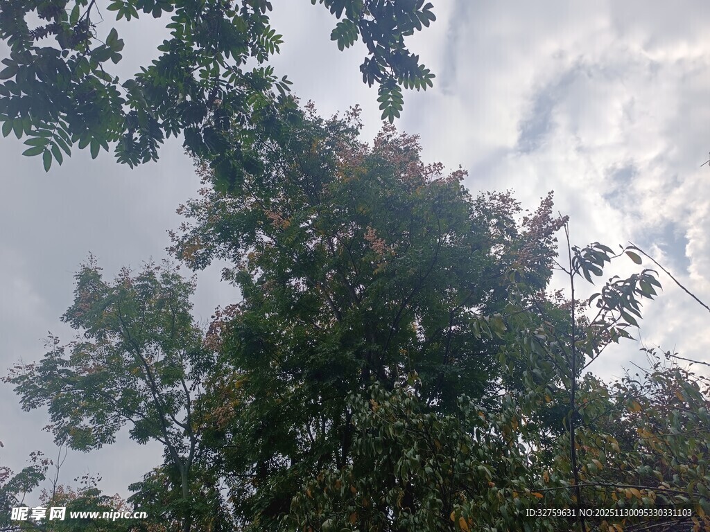 仰视繁茂绿树与天空