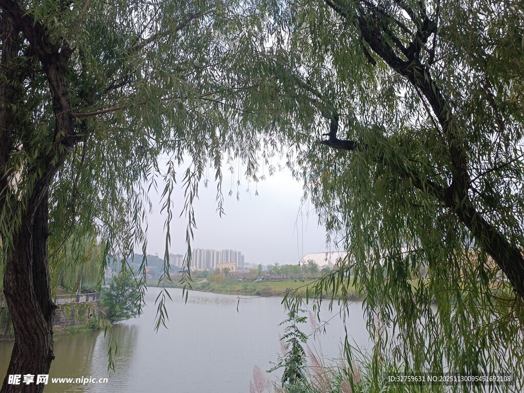 湖畔垂柳 
