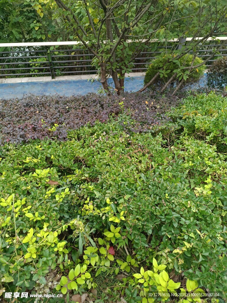 路边多彩绿植景观