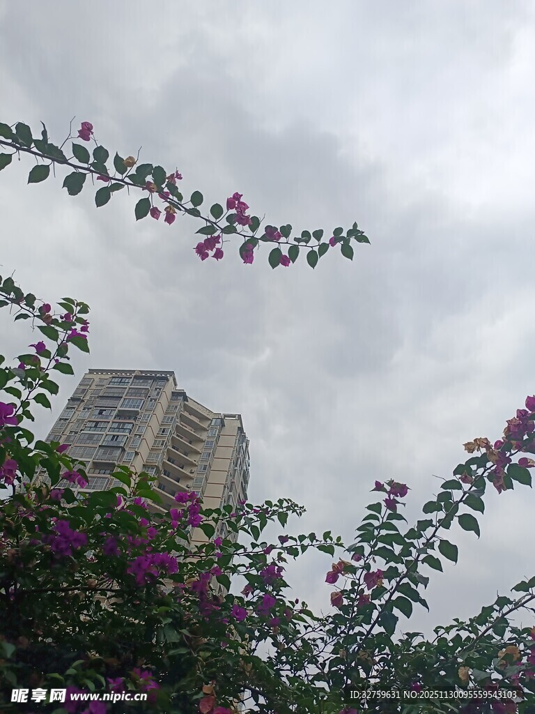 繁花掩映下的城市高楼