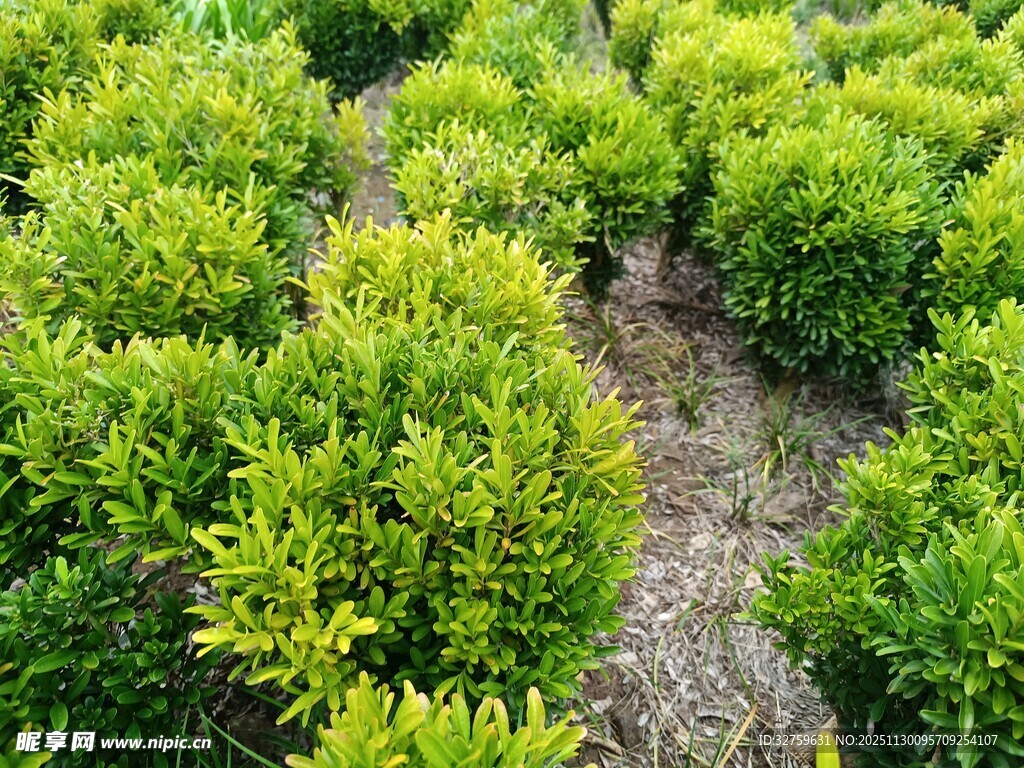 翠绿灌木丛景观
