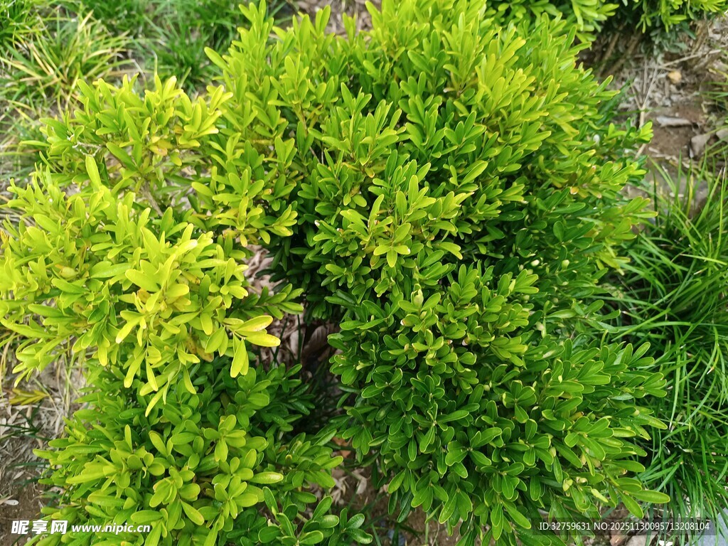 翠绿茂盛的灌木植物