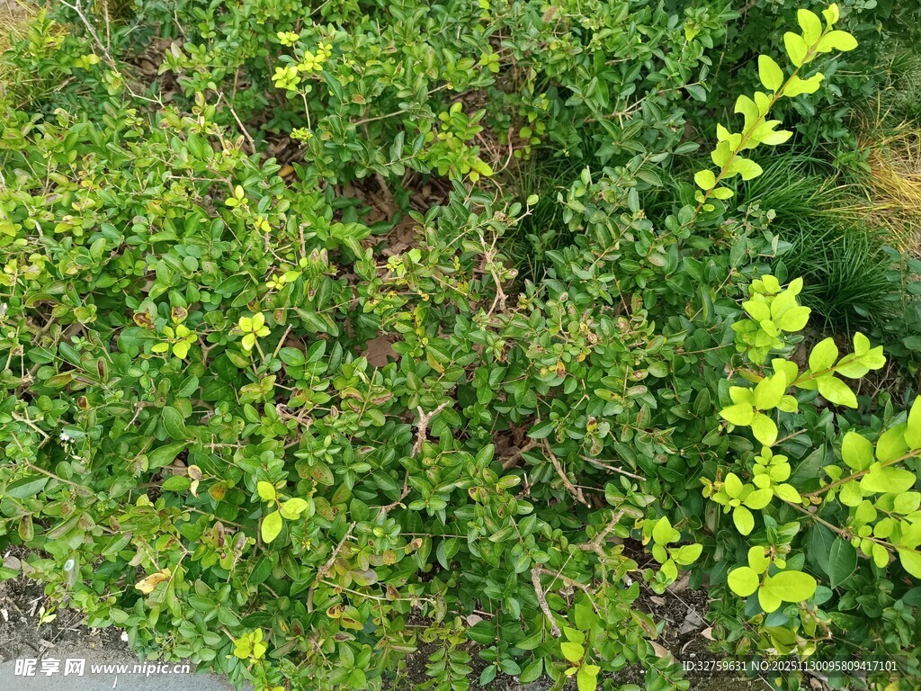 翠绿繁茂的地面绿植景观