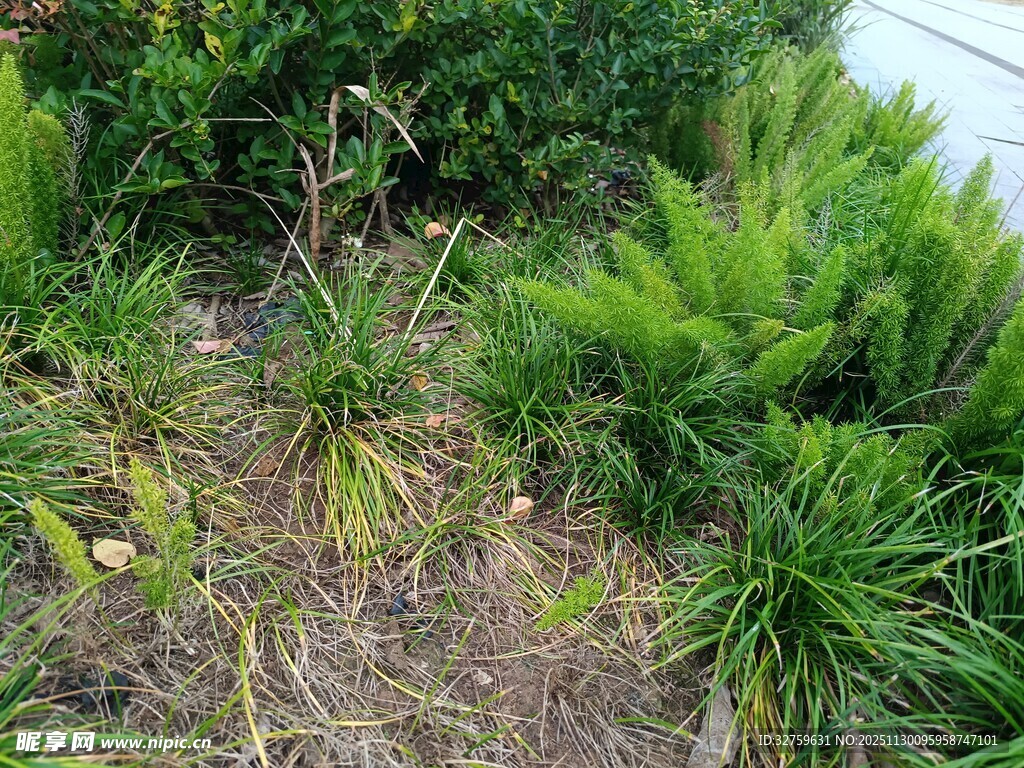 户外丛生的绿色植物