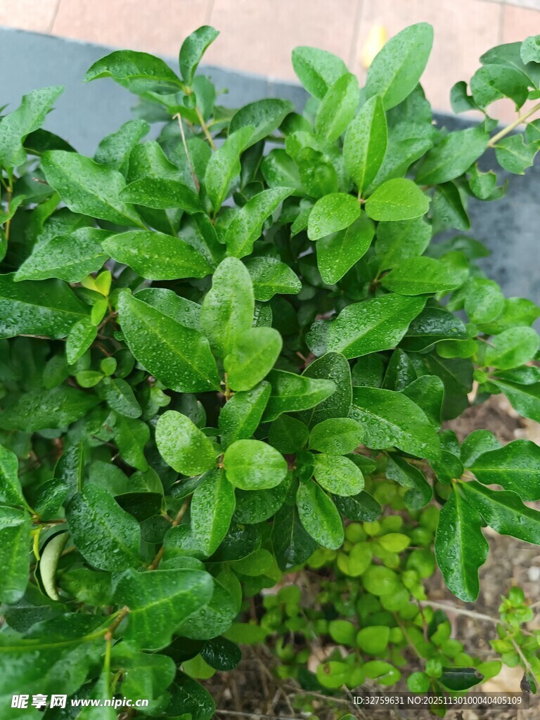 翠绿繁茂的绿植景观