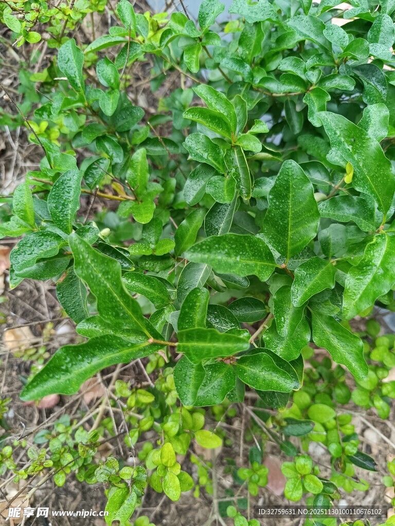 绿叶繁茂的植物景观
