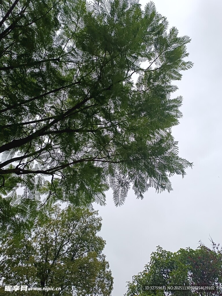 仰视茂密树林树冠