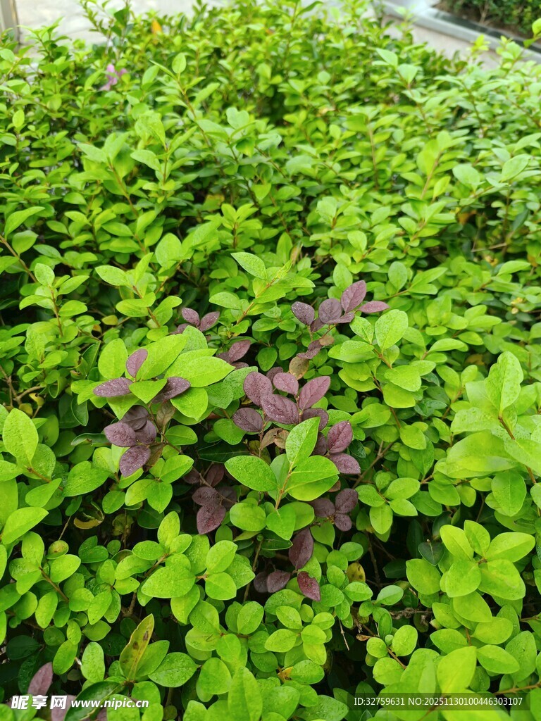 翠绿繁茂的植物景观