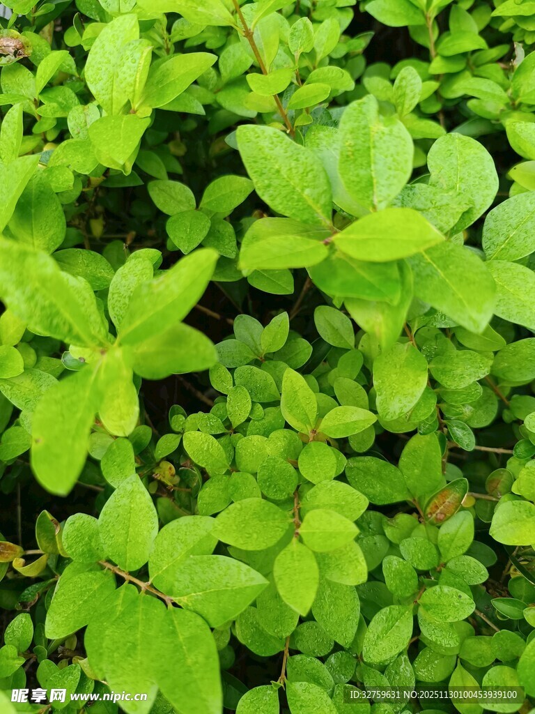 翠绿繁茂的清新植物叶片