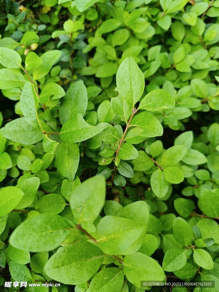 翠绿鲜嫩的植物叶片