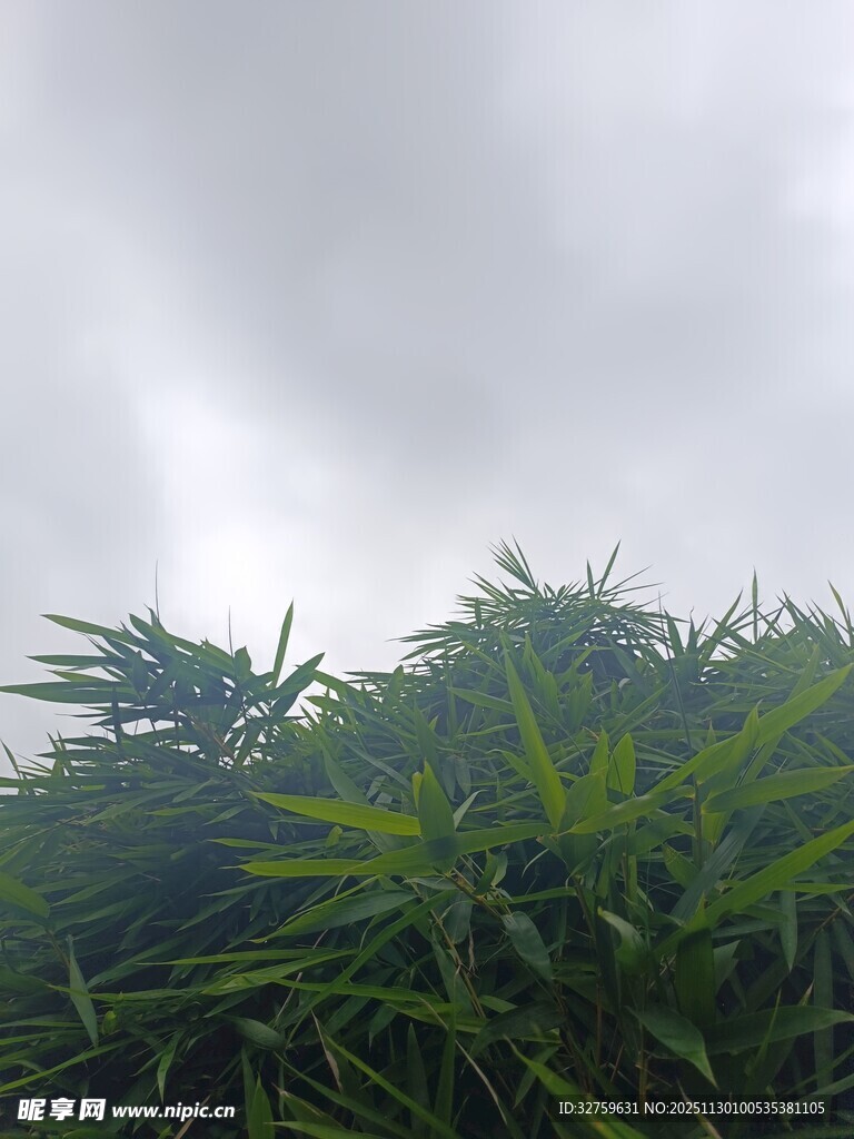 翠绿竹林