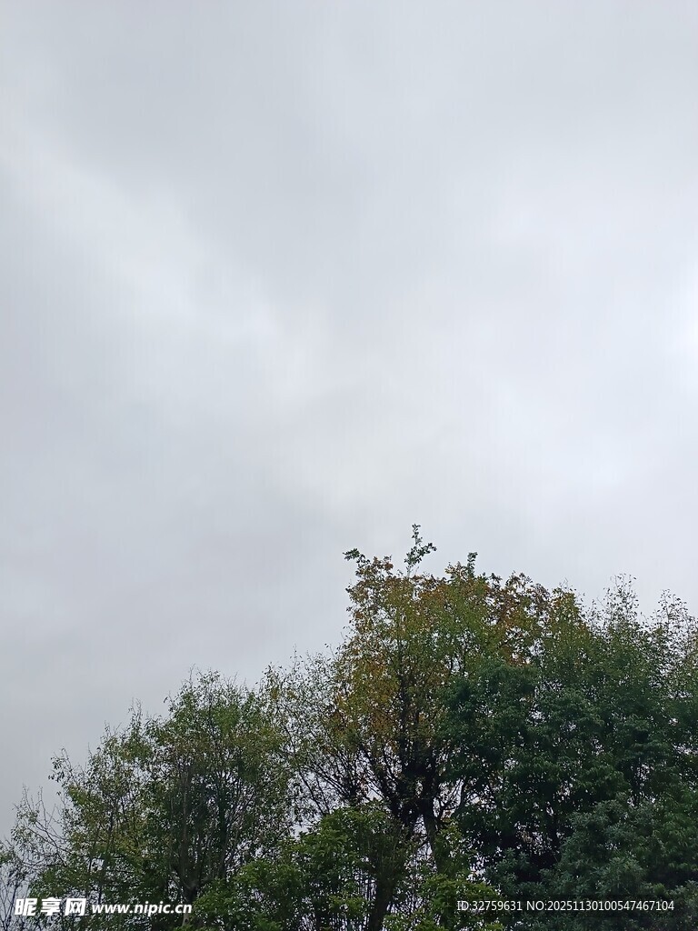 树梢上的天空与飞鸟