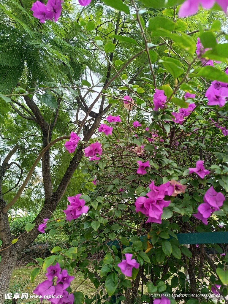 繁花盛开的绿植景观