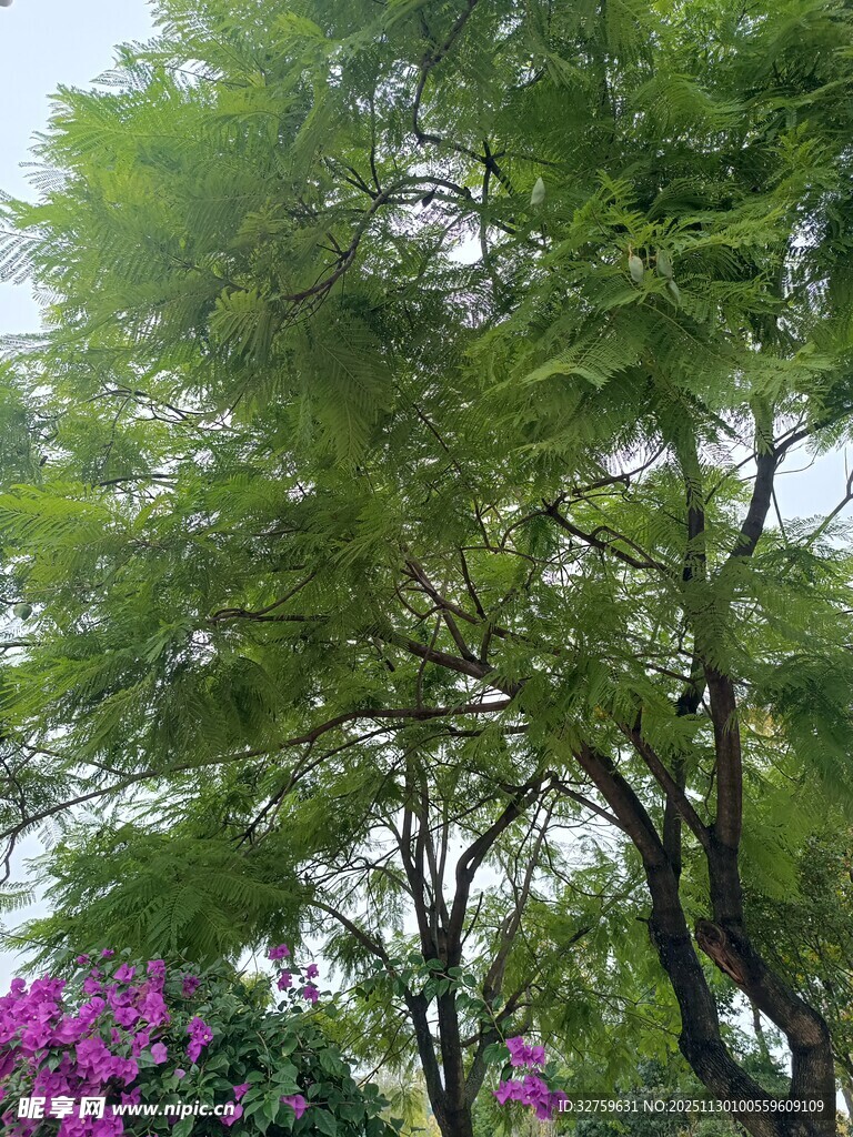 翠绿树木与紫色花卉相伴