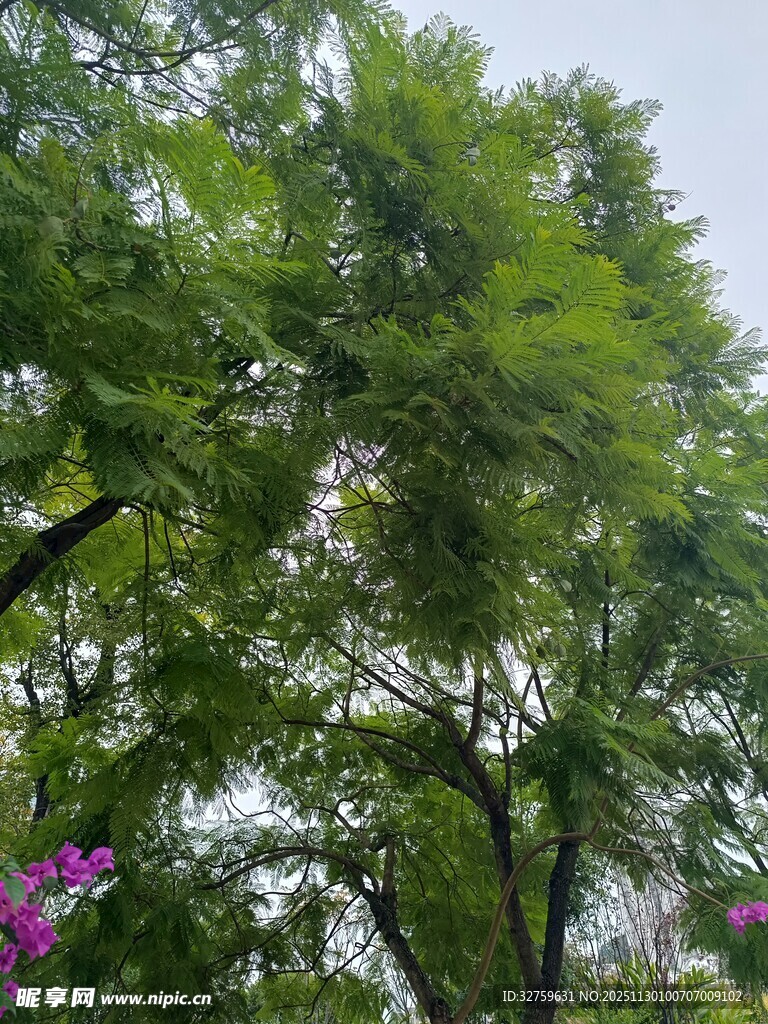 翠绿树木与烂漫紫花