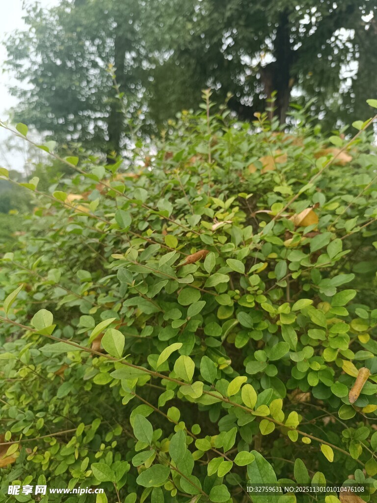 茂密绿植景观