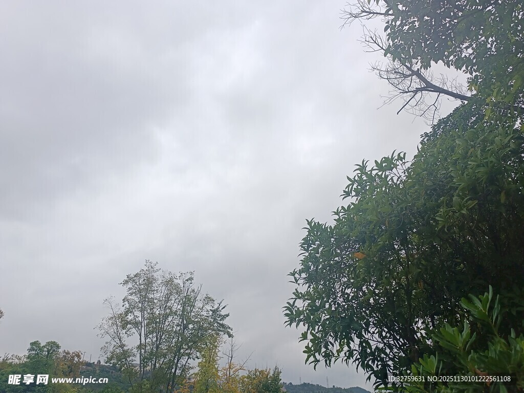阴天树林景象