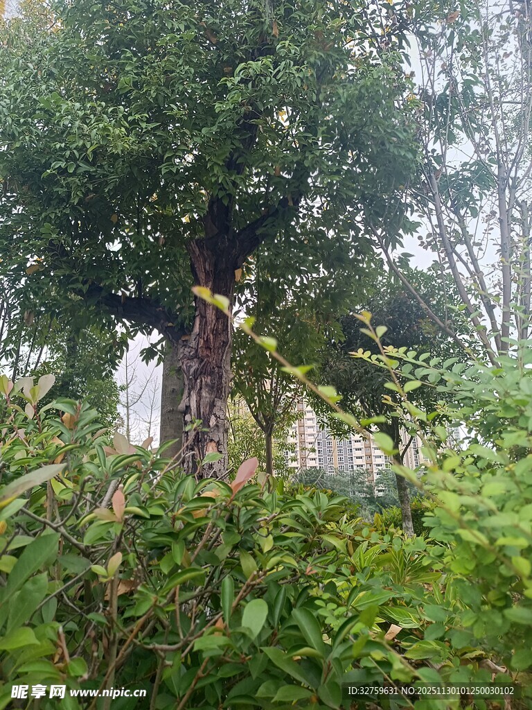 繁茂树木旁的绿植景观