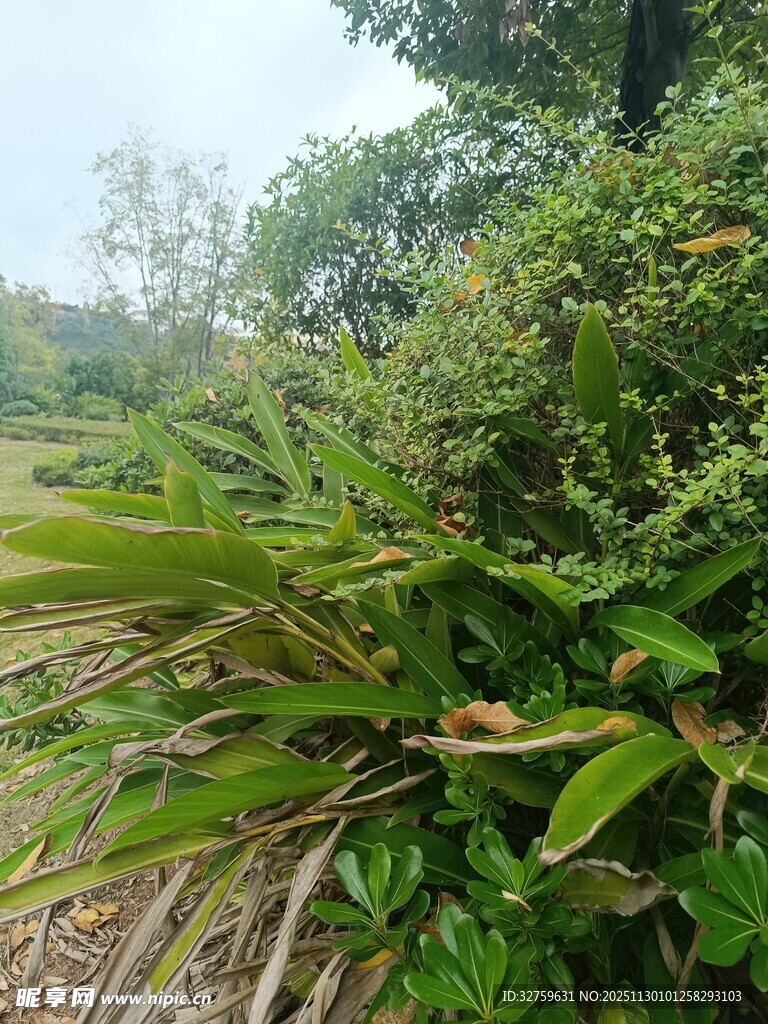 繁茂绿植景观