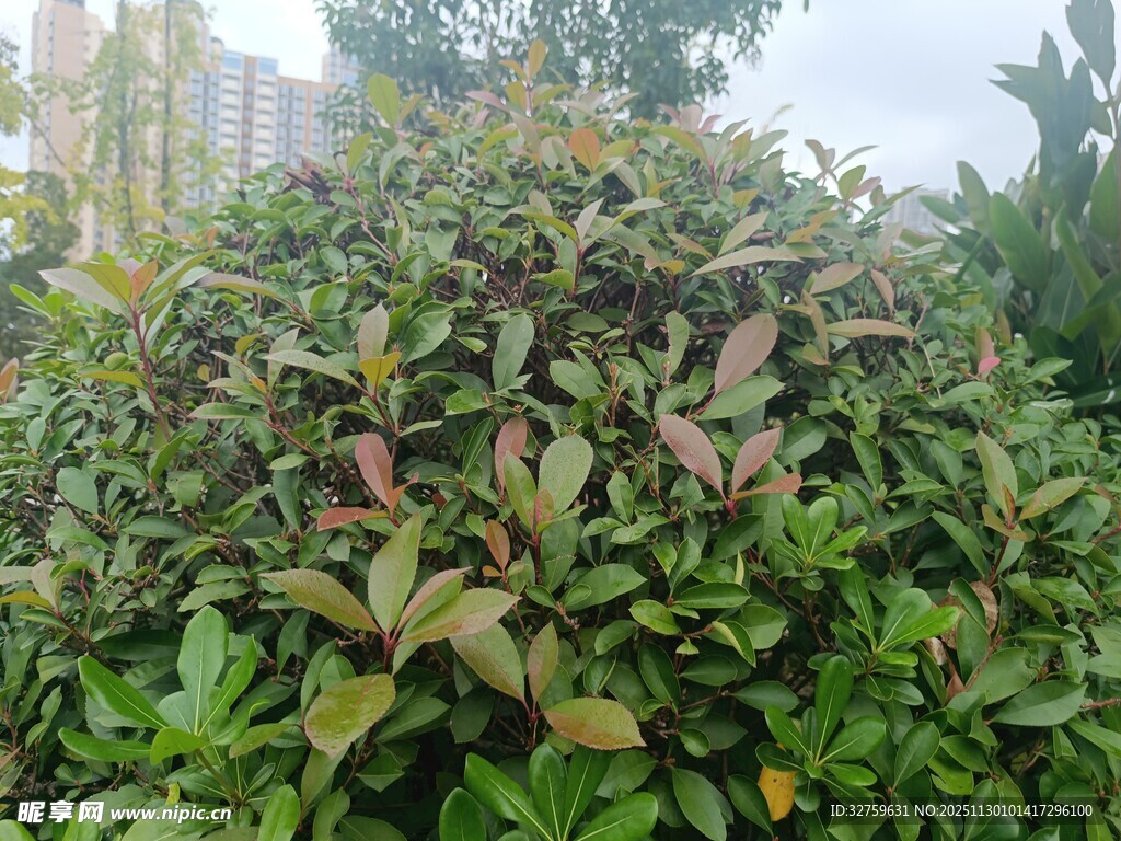 绿叶繁茂的灌木丛