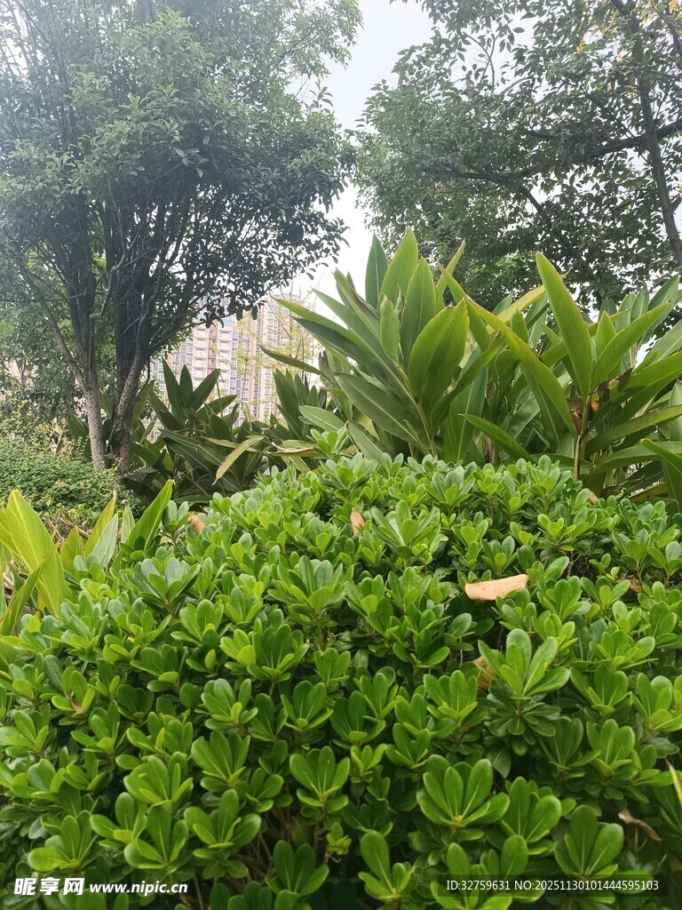 绿意盎然的户外植物景观