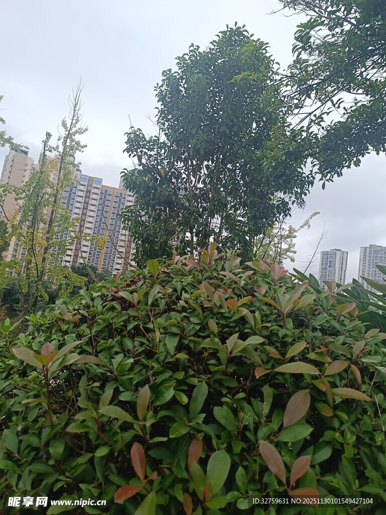绿叶繁茂的户外植物景观