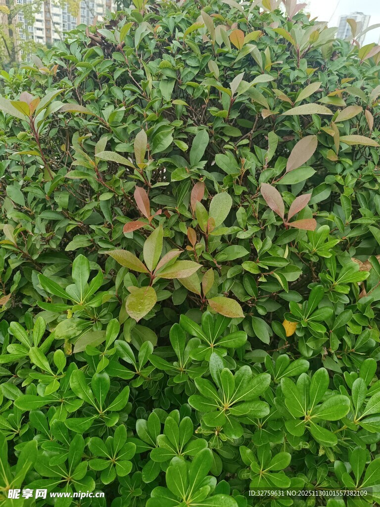 绿叶繁茂的灌木丛