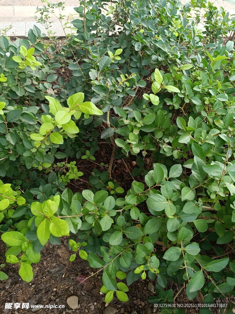 繁茂绿植景观