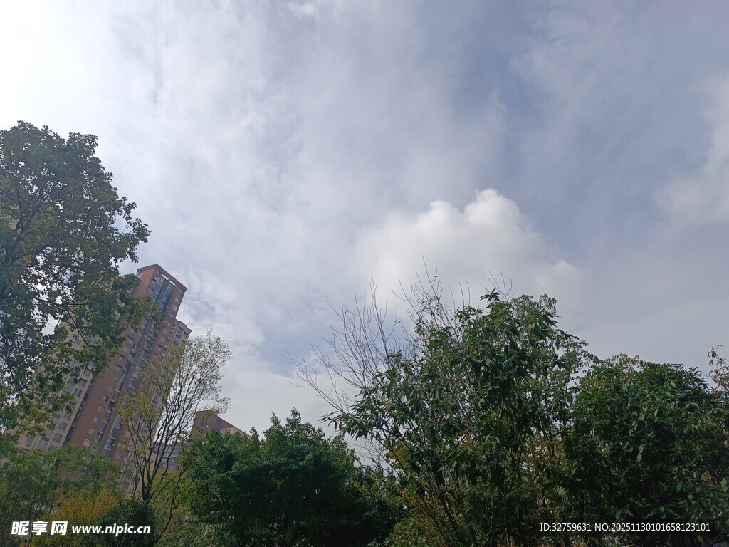 蓝天白云下的葱郁树林