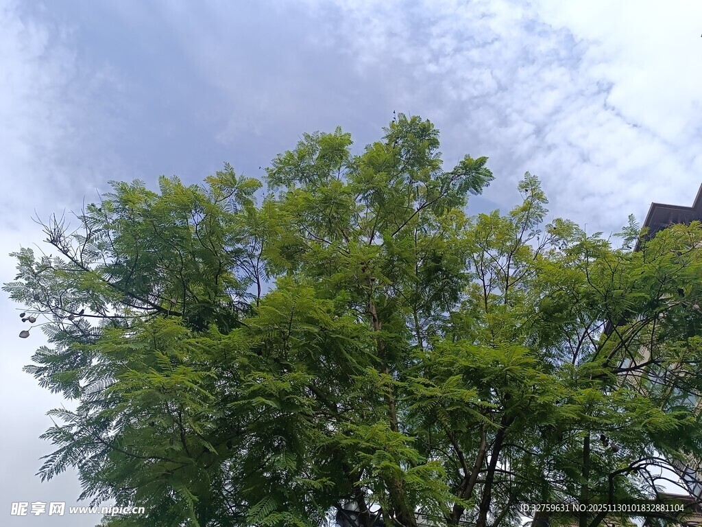 绿叶繁茂的树木