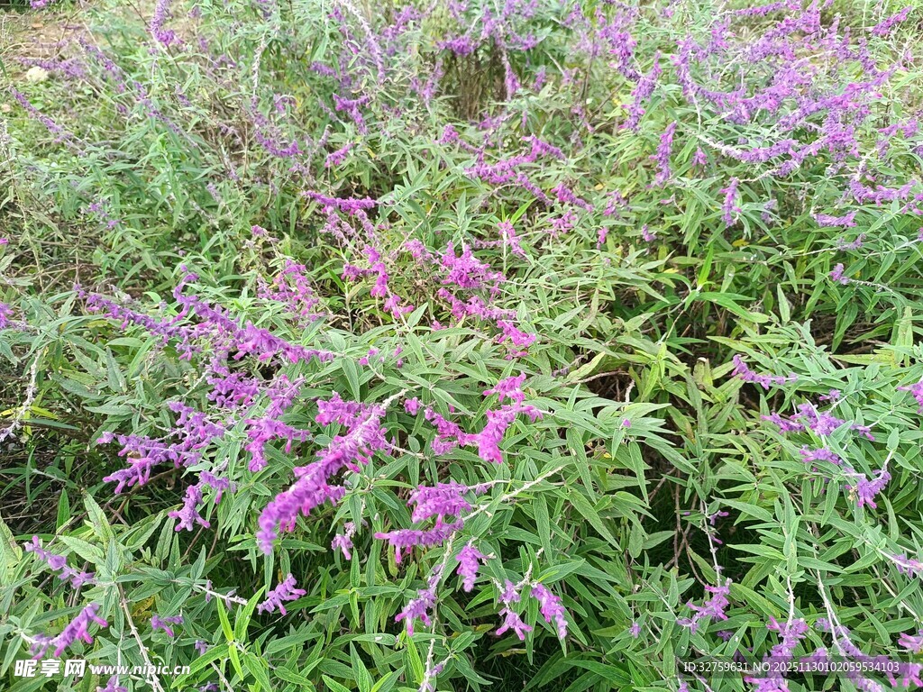 紫色小花绽放于绿植间