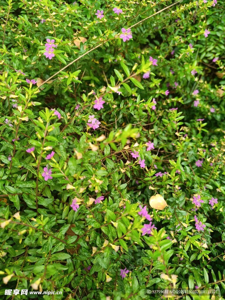 繁茂绿植间的紫色小花