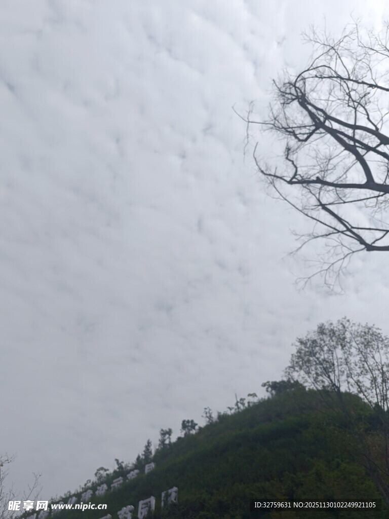 孤枝挺立的山丘景象